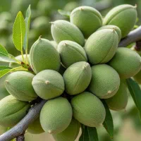 نهال بادام همه رقم .قیمت زیر بازار +ارسال فوری