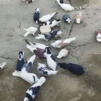 کبوتر|پرنده|نوشین شهر, |دیوار