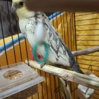 3عدد عروس دوتا نر بالغ ویک ماده که جفت شده سرحال|پرنده|خمین, |دیوار