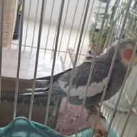 عروس هلندی نر