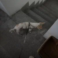 سگ گمشده