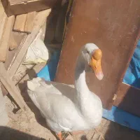 قوقاز|حیوانات مزرعه|گرگان, |دیوار