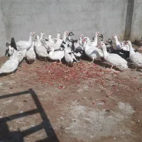 اردک اسراییلی|حیوانات مزرعه|کاشمر, |دیوار