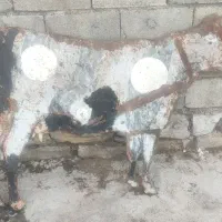 مجسمه گاو فلزی|مجسمه، تندیس، ماکت|کرمانشاه, |دیوار