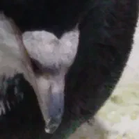 ندارد