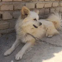 سگ پامر