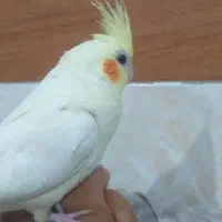عروس هلندی ماده تخم گذار دستی و اهلی