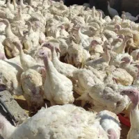 بوقلمون بیوتی گوشتی|حیوانات مزرعه|الشتر, |دیوار