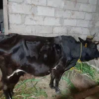 گاوچالوسی حامله