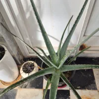 گل قاشقی وآلوورا