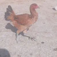 مرغ خروس. لاری . تخم بت|حیوانات مزرعه|زابل, |دیوار