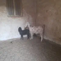 بز وبزغاله|حیوانات مزرعه|اصفهان, قهجاورستان|دیوار