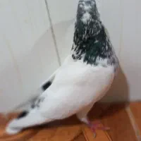 ماده تهرانی|پرنده|چگنی, |دیوار