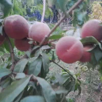 نهالستان اطمینان(محجوب)