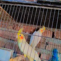 تعدادی  هلندی البینو و لوتینو جفت مولد