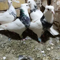 تعداد 8عدد رنگی طوقی هفت رنگ زرین