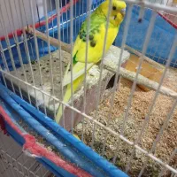 مرغ‌عشق‌دانه‌صد|پرنده|مشهد, شهید علی محمدی|دیوار