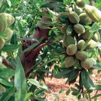 تولید نهال بادام فرانیس پایه تلخ|خدمات باغبانی و درختکاری|بروجرد, |دیوار