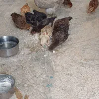 مرغ وجوجه محلی