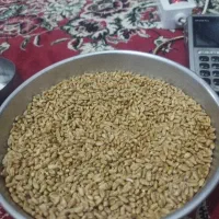 فروش یک تنو نیم گندم سیروان جهت بذر