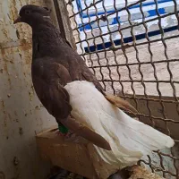 دو عدد ماده پرنده دم سفید