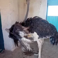 شترمرغ نر جوان یکساله