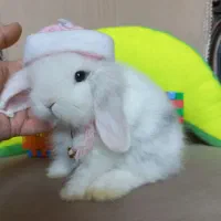 خرگوش مینی لوپ سفید برفی کیوت
