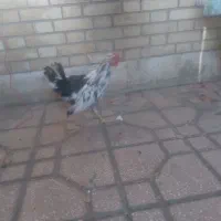 خروس گلین چهل تاج