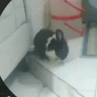 خرگوش گمشده