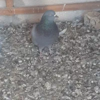 کبوتر پرشی|پرنده|برخوار, |دیوار