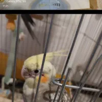 عروس و هلندی نرو ماده|پرنده|پردیس, فاز ۸|دیوار