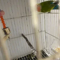 کوتوله|پرنده|زابل, |دیوار