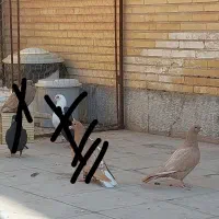 زرد گمشده،حوالی مصطفی خمینی معراج