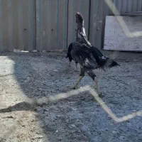 خروس .مرغ لاری|حیوانات مزرعه|قم, سربخش|دیوار