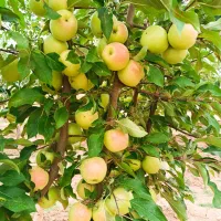 فروش-باغ-در-روستای-ایزی