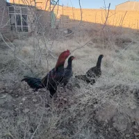 مرغ و خروس لاری
