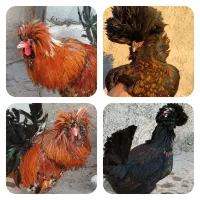 جوجه مرغ و خروس لهستانی ابریشمی سبرایت مینیاتوری