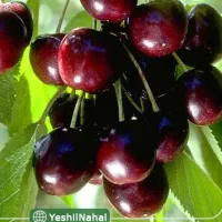 ویلا روستای خوش آب هوای فردو