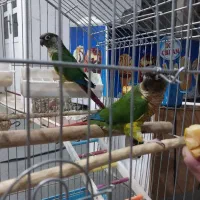 طوطی گرینچیک