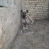 سگ نر سرابی معاوضه