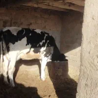 گاو و گوساله|حیوانات مزرعه|بردسیر, |دیوار