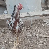 خروس گلین نطفه دار (زیرمرغی)