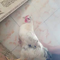 خروس کاکلی|حیوانات مزرعه|رشت, ولکس|دیوار