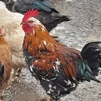 خروس پرکنده اردک پرکنده