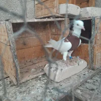 طوقی نر خال سیاه|پرنده|خرمشهر, |دیوار