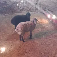 بره هترو وهمو