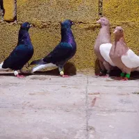 کبوتر رنگی صادقی|پرنده|قم, سید معصوم|دیوار