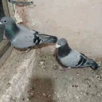 کبوتر