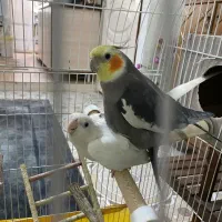 عروس هلندی نر مست سخنگو