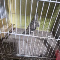 سهره خاکی قناری